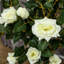 90cm Faux Rose Tree Plant in Pot-978922960