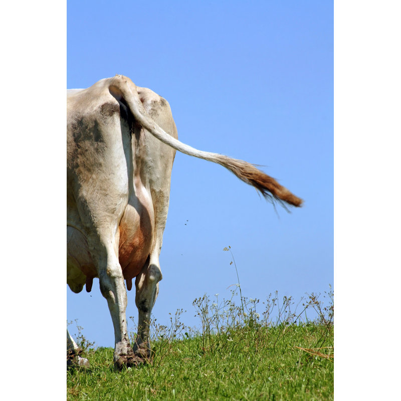 Haymark Bavarian Cow - Wrapped Canvas Print, 46cm H x 30cm W x 3.8cm D