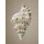 Shells On Champagne III Print by Sofia Fox-26939039-26939036