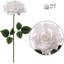 Tige de roses-980536201