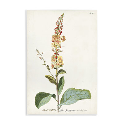Art sur plaque de plante botanique