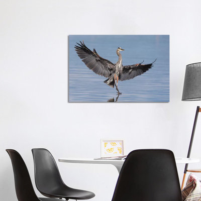 Great Blue Heron Alighting by Ken Archer - Wrapped Canvas Print