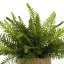 UV Rated Outdoor Boston Fern in Straw grass Wrapped Pot