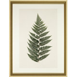Pressed Fern II Print