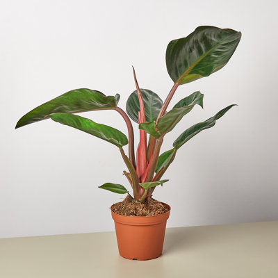House Plant Shop Live Philodendron Plant