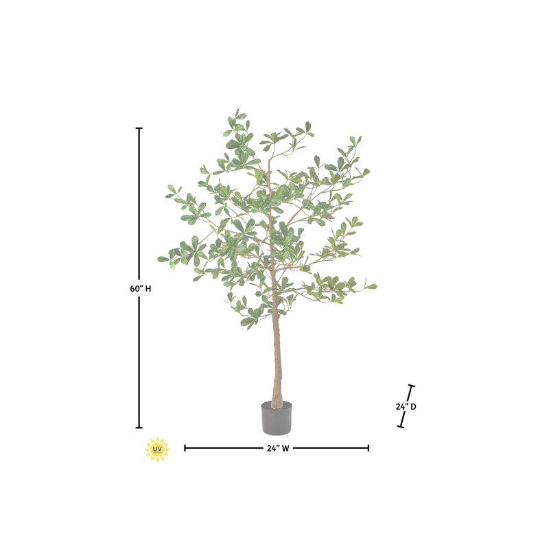 Amandier en pot 5 pi UV, 60 in x 22 in