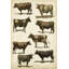 «Antique Cow Chart», impression sur toile-754177763