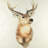 Deer portrait - 32"x32" art on canvas