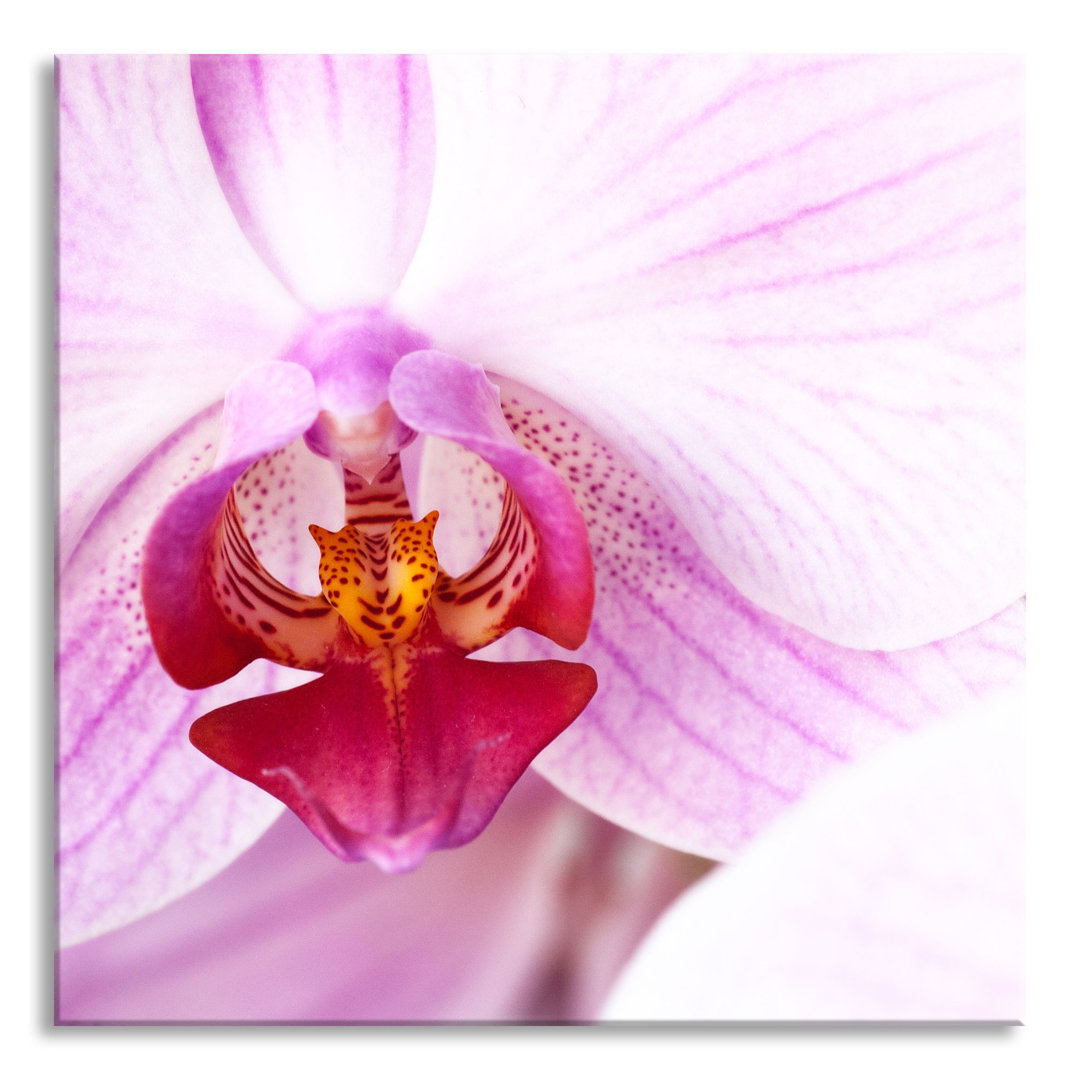 Glasbild PrÃ¤chtige Rosa Orchidee