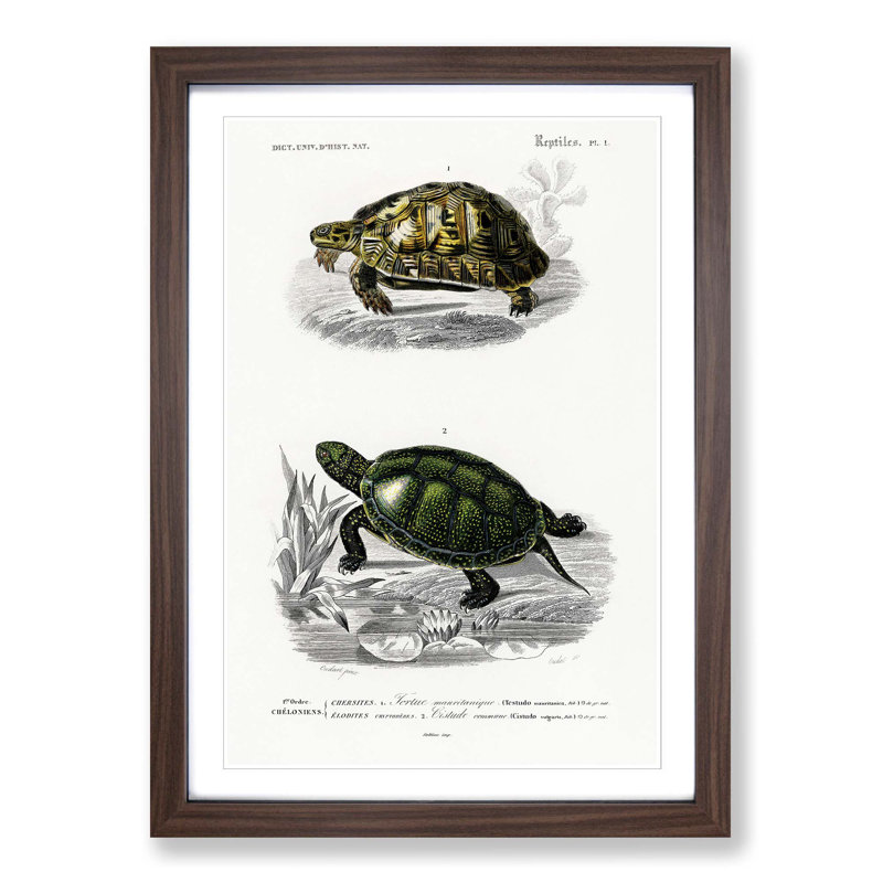 Tortoise & Turtle Illustrations PL. 1 by Charles d' Orbigny - Picture Frame Painting Print on MDF, Walnut Framed