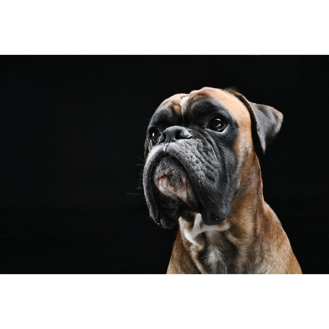 Boxer Dog von Walik - Kunstdrucke auf Leinwand - Wrapped Canvas