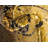 Arabica Abstract Indoor Rug