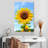 Harnek Sunflower Blooming-108551406