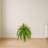 Boston Fern Artificial Plant (Set of 2)