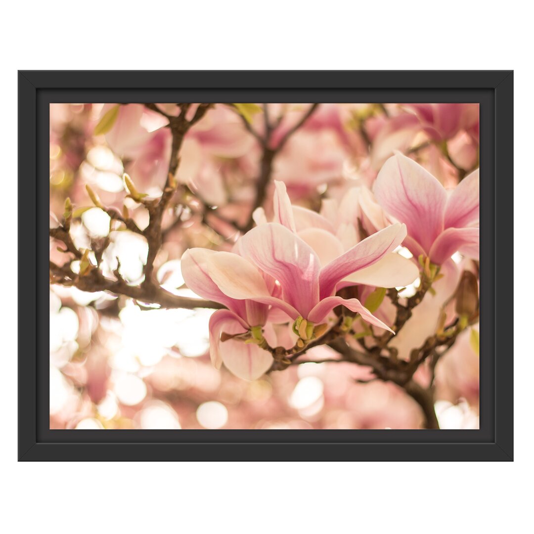 Gerahmtes Wandbild Rosa MagnolienblütenFrühling