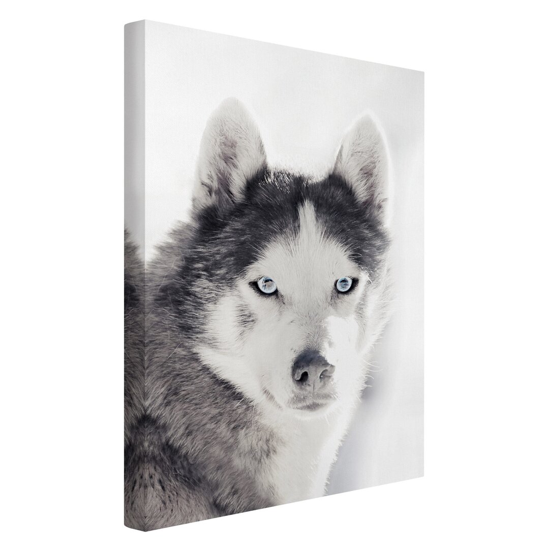 Leinwandbild Husky Portrait