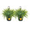 Fern Plant in Pot