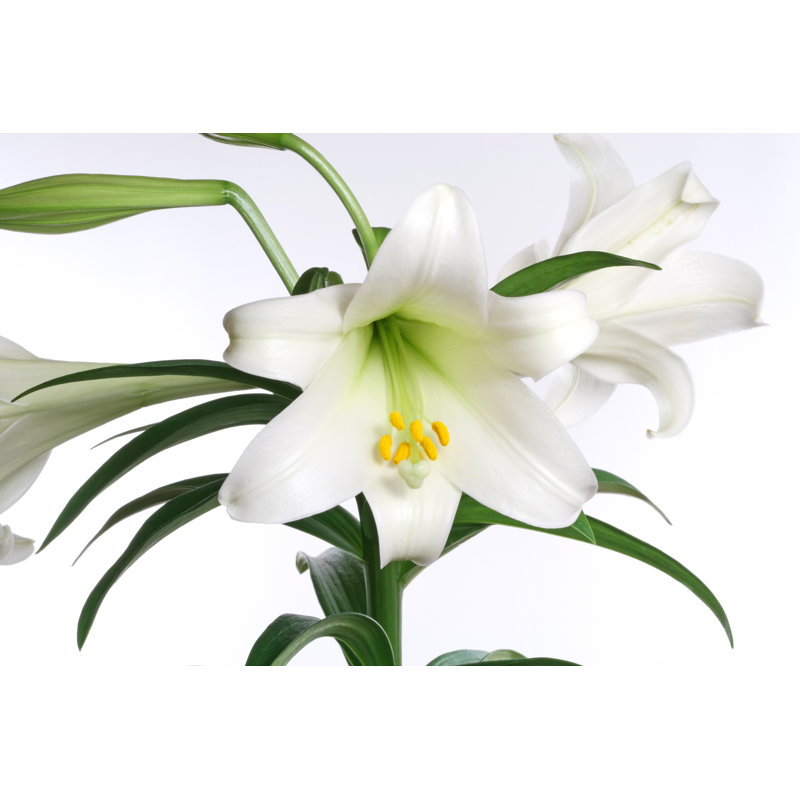 " Easter Lily ", 20" H x 30" W x 1.25'' D