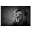 « regal lion », reproduction de photo sur toile tendue-914304516