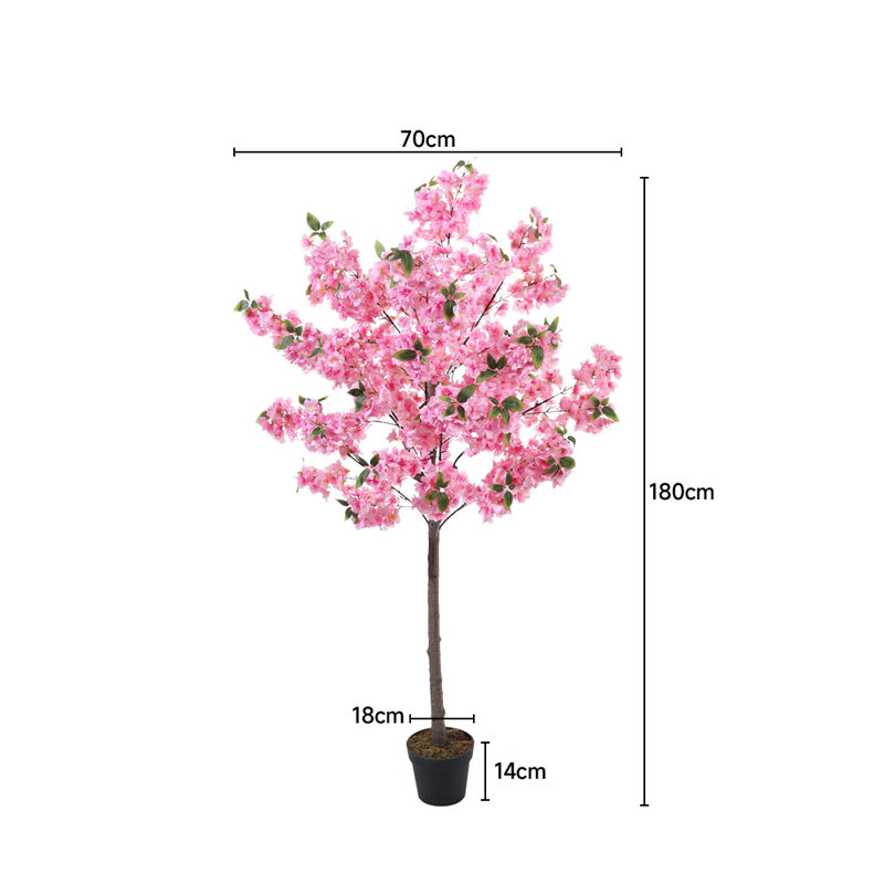 185cm Plant