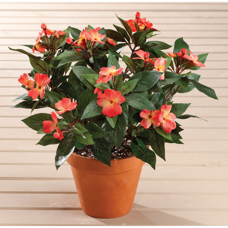 OakRidge Impatiens Bush, Orange