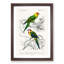 Parrot Illustrations by Charles dOrbigny - Framed Print-55578386-55578390