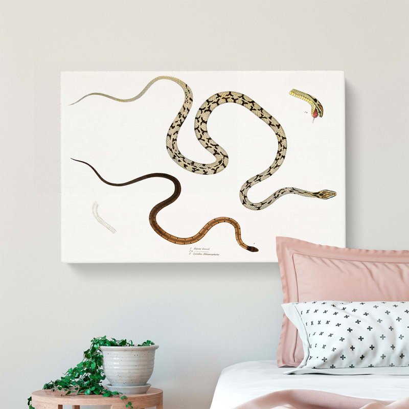 Illustrations Of Snakes by John Edward Gray - Wrapped Canvas, 40cm H x 60cm W x 3cm D