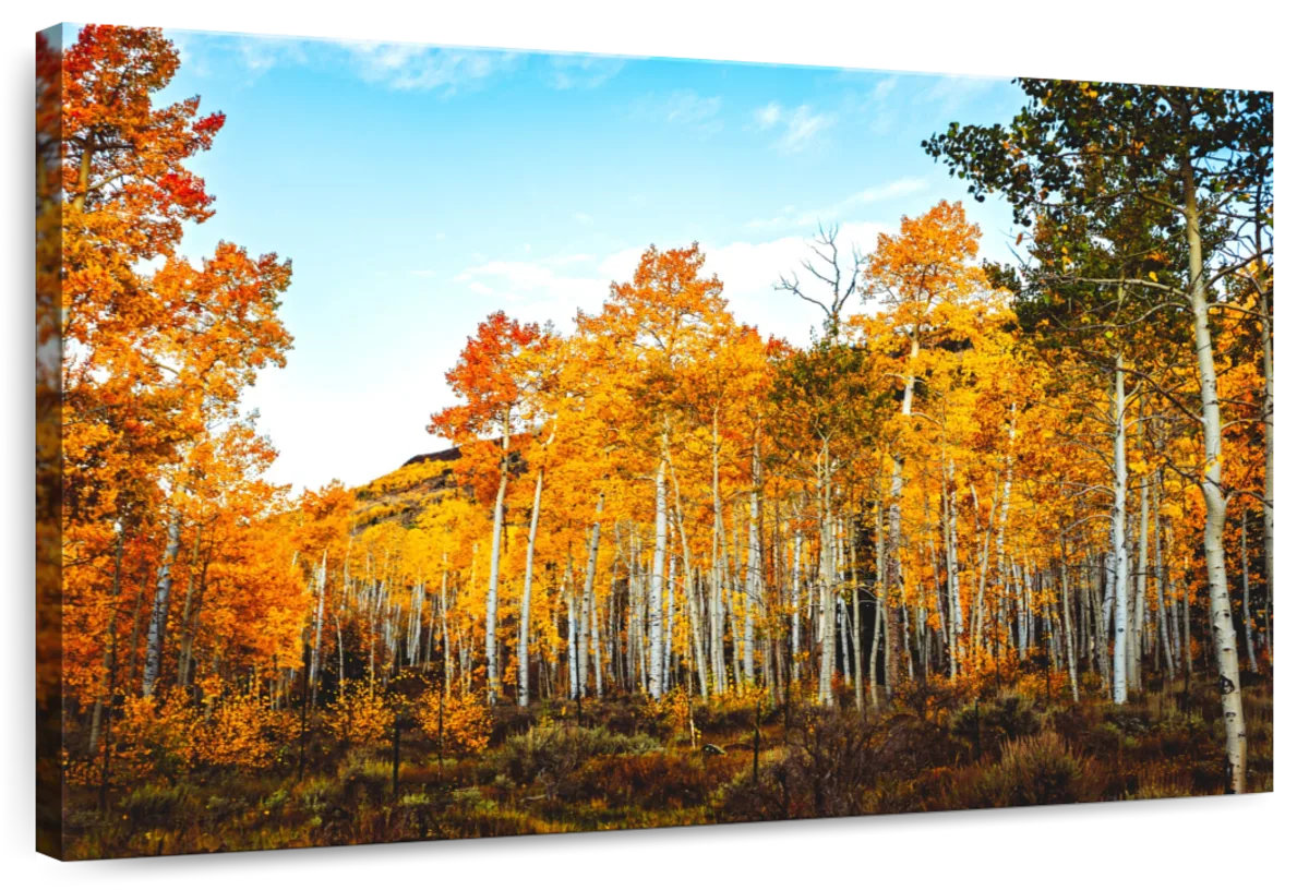 Millwood Pines Alvord Birch Tree Forest - Wayfair Canada