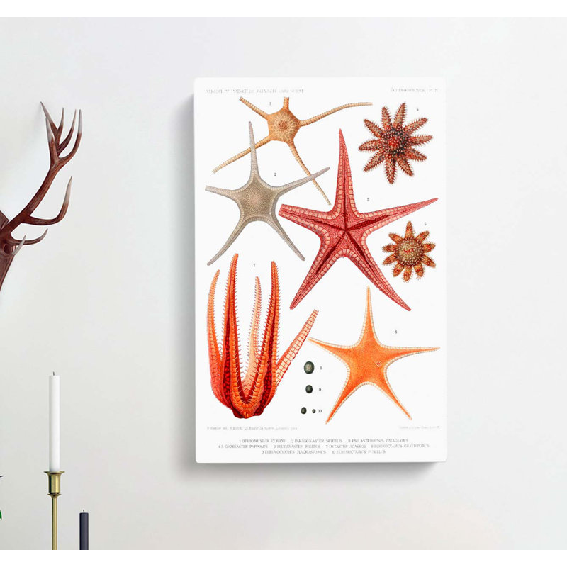 Selection Of Starfish by Albert I - Wrapped Canvas, 50cm H x 35cm W x 3cm D
