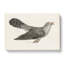 Common Cuckoo by Von Wright - Wrapped Canvas-55372040