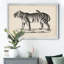 Brodtmann mâle tigre - cadre photo, reproduction d'art sur toile-783364873-783364884