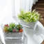 Glass Pot Planter