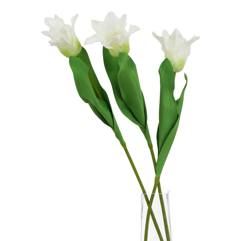 Anastasija Arrangement