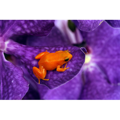 Red frog on Orchid Wall Art on Canvas