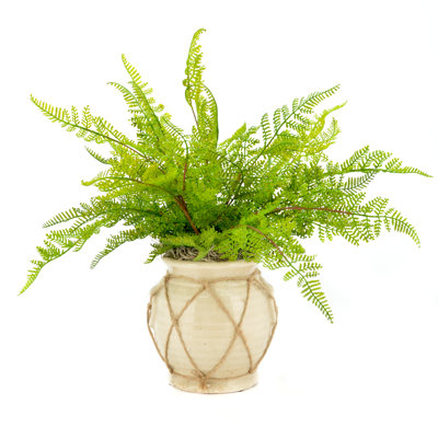 Fausse fougère Gennadios dans un vase enveloppé de ficelle