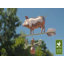Girouette de porc country