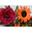 Arrangement-2147351206