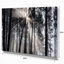 «Sunbeam Through Black White Forest», photographie-35125683-35125685