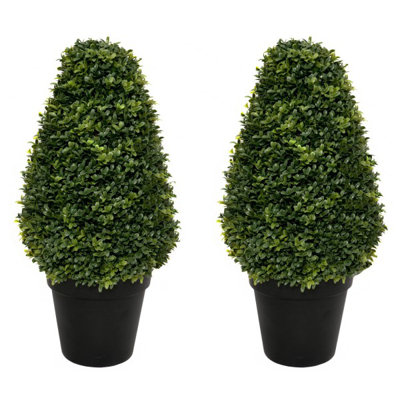 56cm Plant