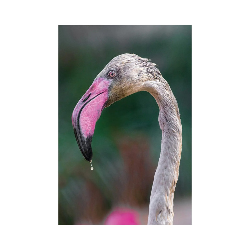 Bird Love 1 Piece Wrapped Canvas Wall Art, 20.32 cm H x 30.48 cm W