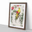 Bush-Warbler & Drooping Peach by Numata Kashu - Picture Frame Art Print-55680388-55680396