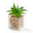 4.3 " H Faux Succulent Plant in Glass Pot