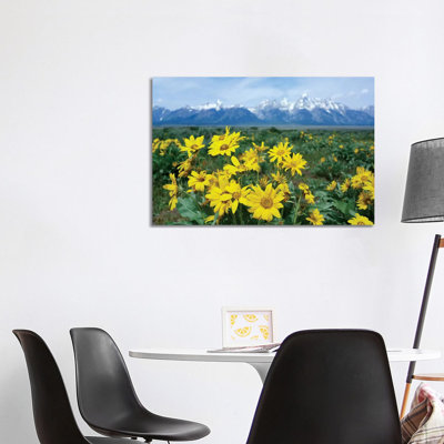 Balsamroot Sunflower Patch, Grand Teton National Park, Wyoming by Tim Fitzharris - Wrapped Canvas Print