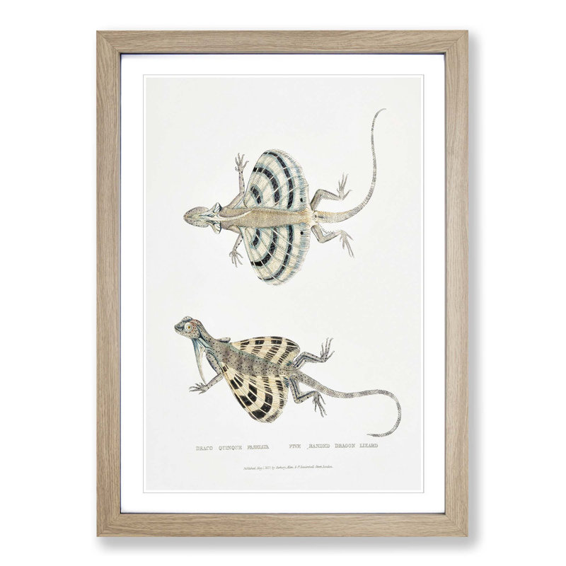 Dragon Lizard by John Edward Gray - Picture Frame Painting Print, 36cm H x 27cm W x 2cm D, Oak Framed