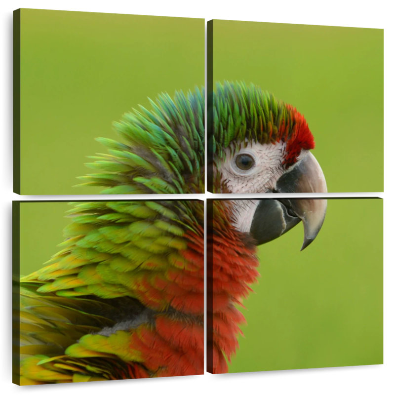 Macaw Bird Head