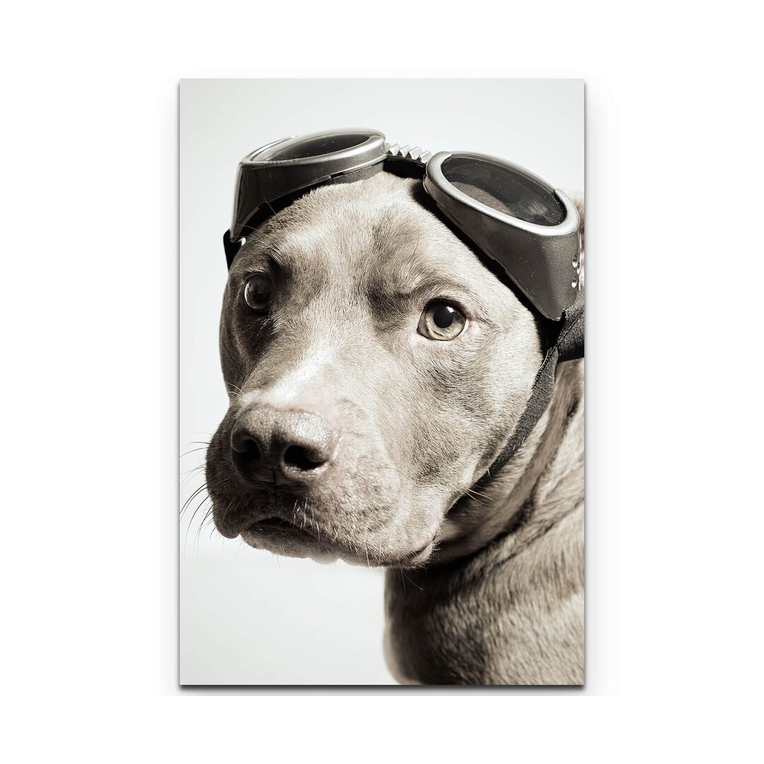 Leinwandbild Pitbull Portrait mit Pilotenbrille