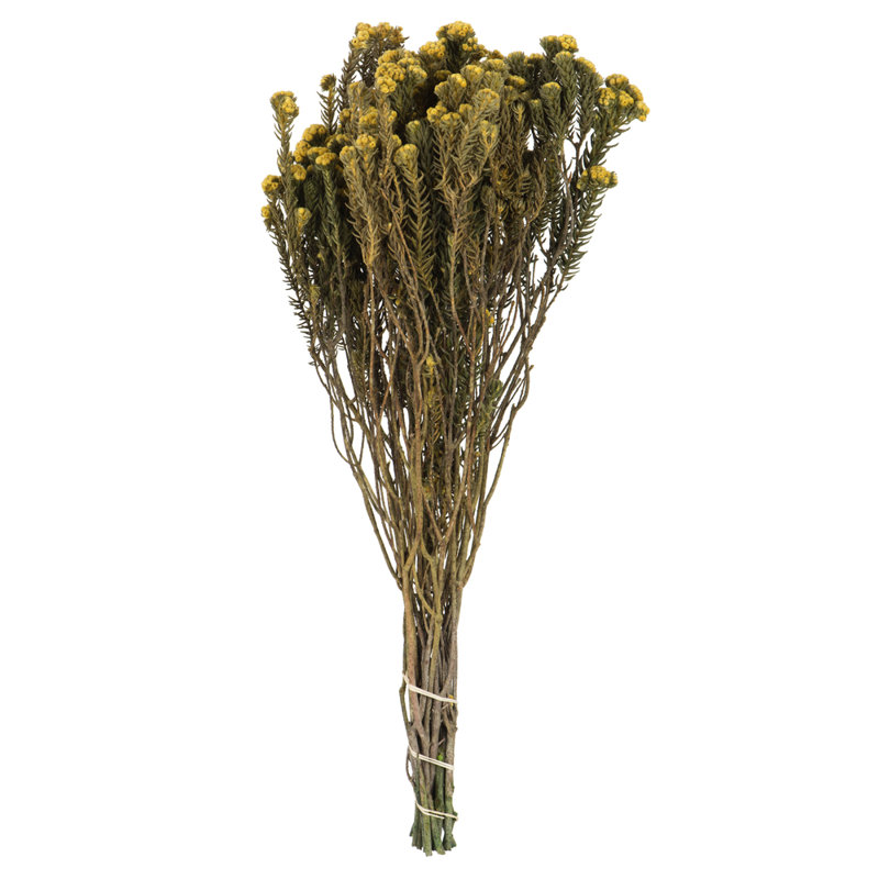 Preserved Cotton Phylica Arrangement