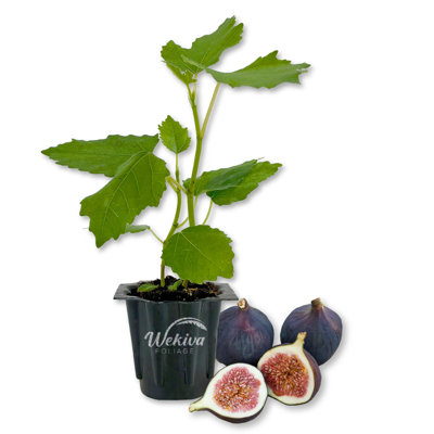 Magnolia Fig Tree - Live Starter Plant in a Grower's Liner - Ficus Carica - Edible Fruit Tree for the Patio and Garden