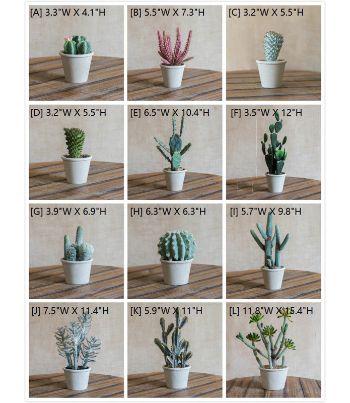 Plante grasse cactus en pot