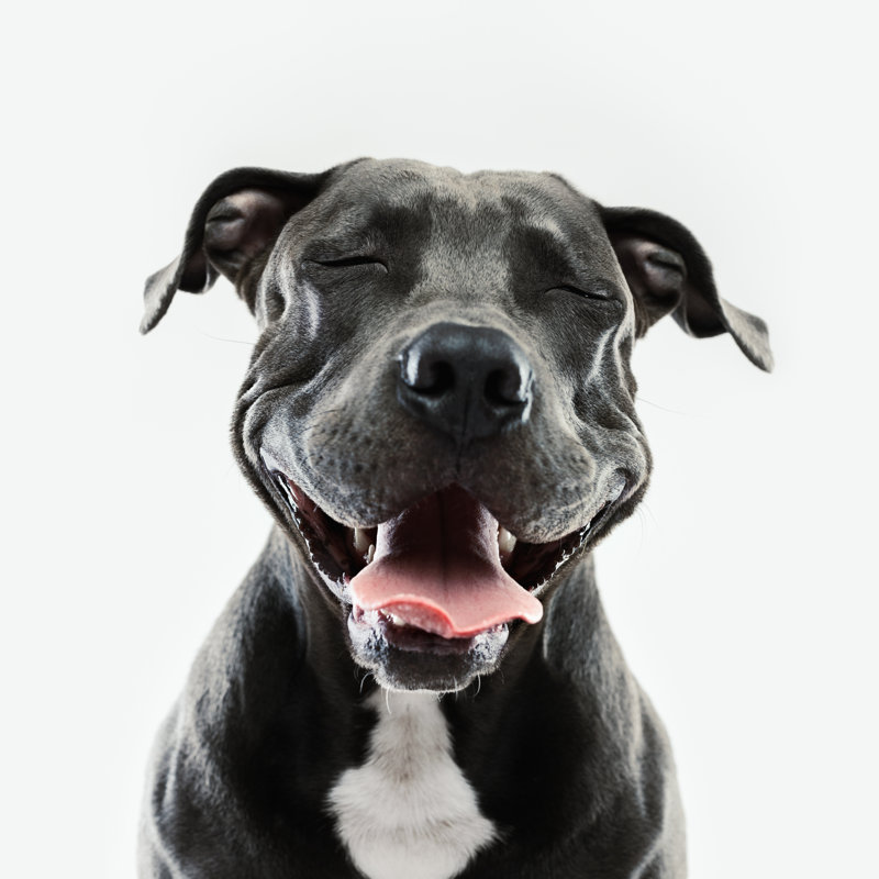 Pitbull Dog Portrait - Wrapped Canvas Print, 51cm H x 51cm W x 3.8cm D